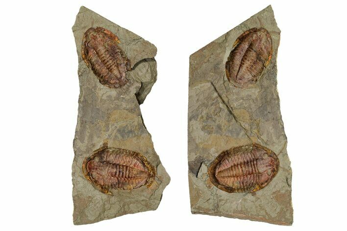 Two Colorful Asaphid Trilobites With Antennae - Pos/Neg #353368